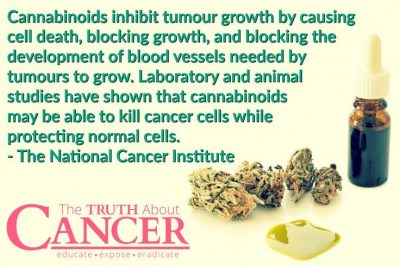 does cbd cure cancer