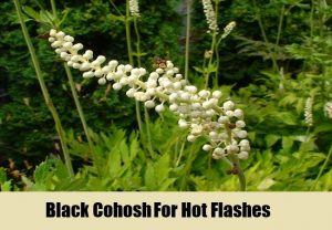 black cohosh and hot flashes