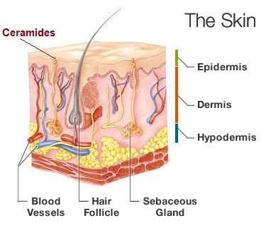 what is phytoceramides