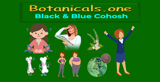 Black Cohosh Supplement