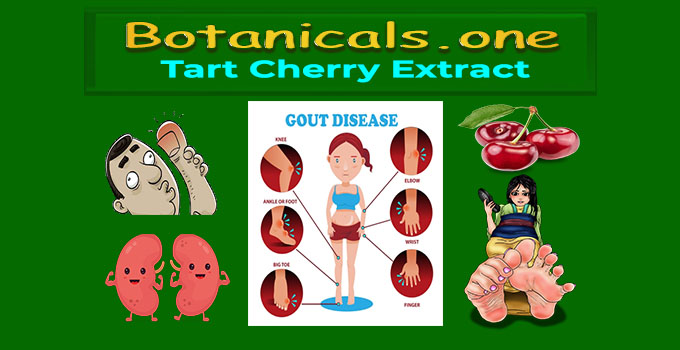 tart cherry extract for gout