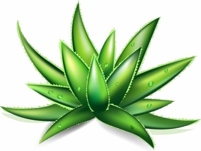 Aloe Vera Extract