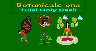 holy basil extract