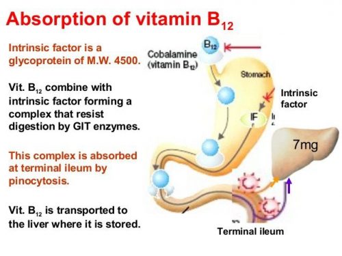 how is vitamin b12 absorbed