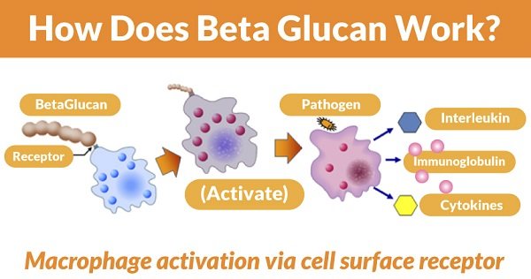 Beta Glucan for Cancer