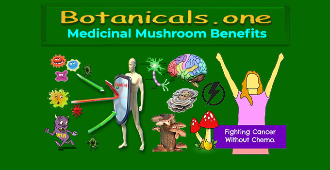 benefits of medicinal mushrooms